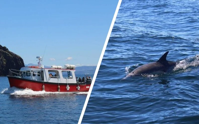 Handpicked Dingle Tours That Locals Keep Secret (Expert-Verified 2026) 2-hour Guided Mini Eco Tour at Dingle, Ireland