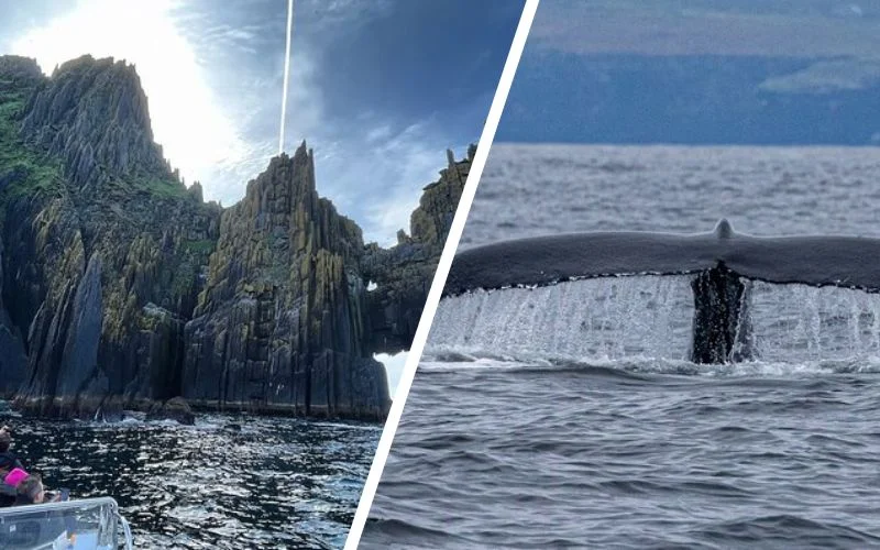 Handpicked Dingle Tours That Locals Keep Secret (Expert-Verified 2026) Blasket Island Sea Life Rib Tour