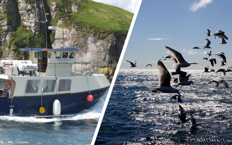 Handpicked Dingle Tours That Locals Keep Secret (Expert-Verified 2026) Boat Tour of Dingle Peninsula
