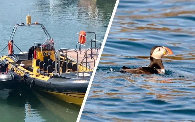 Handpicked Dingle Tours That Locals Keep Secret (Expert-Verified 2026) Exhilarating Rib experience - Dingle sea safari