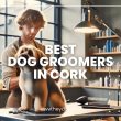 Best Dog Groomers in Cork