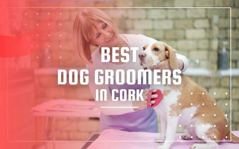 Best Dog Groomers in Cork